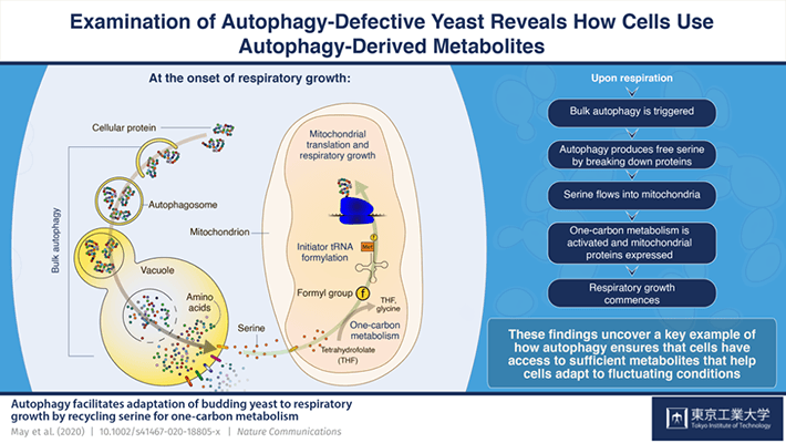 Examination of Autophagy-Defective Yeast Reveals How Cells Use Autophagy-Derived Metabolites