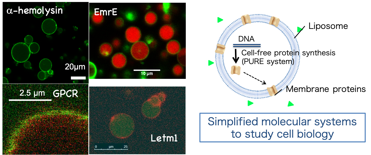 図３：人工細胞の模式図（右）と顕微鏡写真（左）。様々な膜タンパク質を内部で合成した人工細胞を創っている。