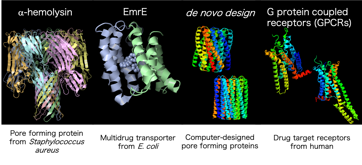 図４：実験室で進化させている膜タンパク質。バイオセンサーなどに資する分子を創り出すことを目指している。