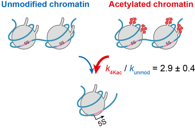 Figure 2. The novel kinetic model