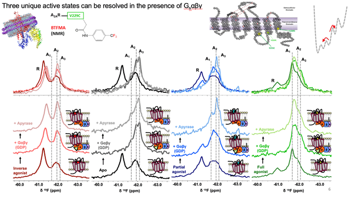 Figure 2. 19F-NMR spectra identifies at least 3 active conformational states (A1, A2, A3), and an inactive signature, labeled as R above. Binding of receptor to full heterotrimeric G-protein, Gαβγ, significantly increase the population of active states. The receptor adopts a specific active state A1 when it binds both full agonist and G-protein.