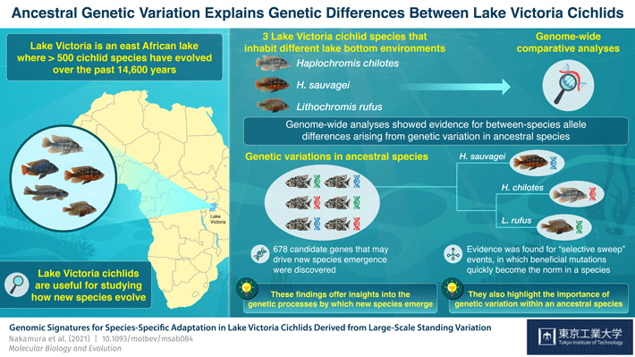 Schematic illustration of the processes of rapid species adaptation