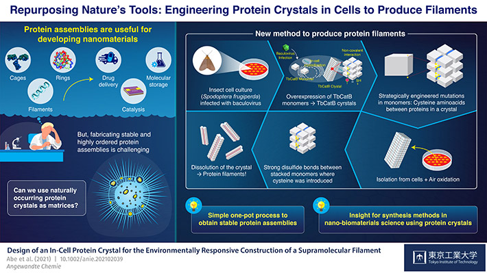 Repurposing Nature's Tools:  Engineering Protein Crystals in Cells to Produce Filaments