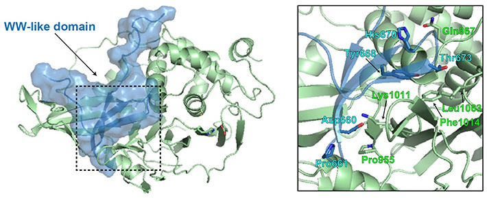Structural modeling of the WW-like autoinhibitory domain on USP8