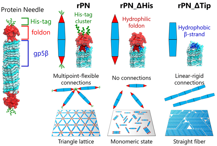 Figure 1. Engineered protein needles and their assembly on a mica surface
