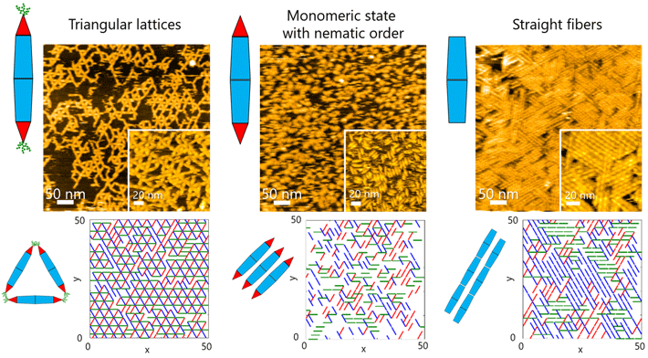 Figure 2. High-speed atomic force microscopy observations and Monte Carlo simulations of two-dimensional self-assembly