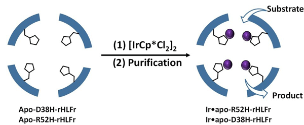 Figure 1.A schematic representation of enhanced iridium complex (IrCp*) uptake by the ferritin bio-nanocage
The cage was engineered with amino acid replacements by introducing site-specific mutations that allowed more IrCp* uptake.