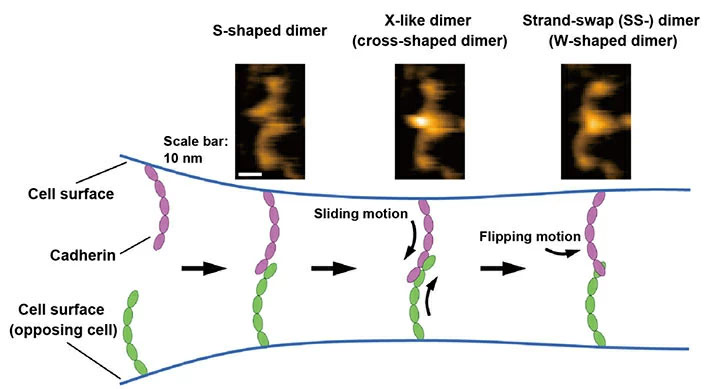 Figure 1. Binding processes of cadherins revealed by high-speed atomic force microscopy (HS-AFM).