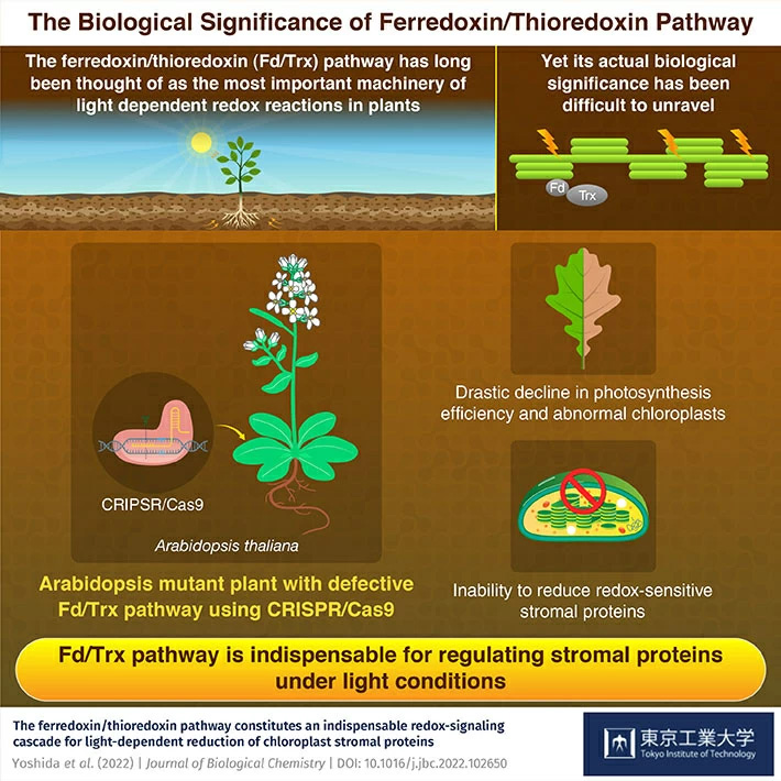 The Biological Significance of the Ferredoxin/Thioredoxin Pathway