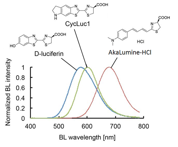 Bioluminescence emission spectra of D-luciferin, CycLuc1 or AkaLumine-HCl.