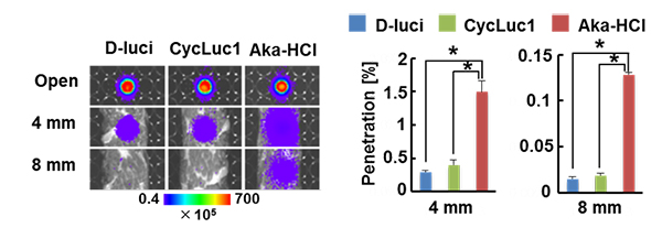 Biological tissue penetration efficiency of bioluminescence