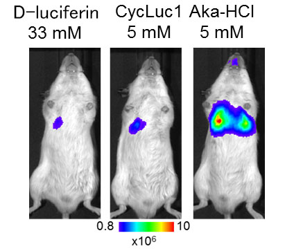 Bioluminescence imaging of lung tumor