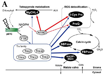 A. Proposed model of the chloroplast redox network. The NTRC and Trx families have distinct target proteins (red arrows and blue arrows, respectively). They have different reducing power transfer efficiencies for common targets (2-Cys Prx, CHLI, and PrxQ, represented with varying thickness of arrows). Possible redox pathways around Trx-z suggested by this study and other previous studies (dotted arrows) are also shown.