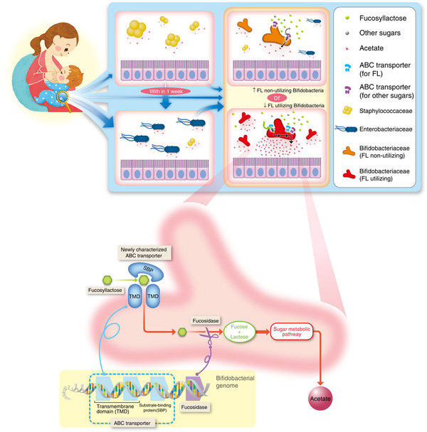 Infant microbiota development and molecular mechanisms of FL utilization by bifidobacteria.