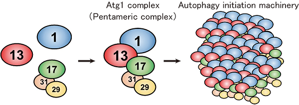 Formation model of the autophagy initiation machinery.