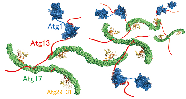 Molecular mechanism of supramolecular autophagy initiaition complex assembly mediated by Atg13.
