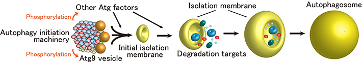 Initiation model of autophagosome formation.