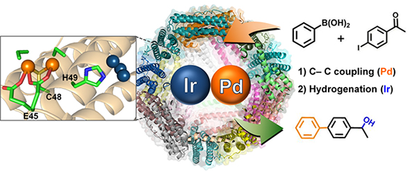 Schematic representation showing the crystal structure and catalytic reactions of apo-ferritin cage containing both Ir and Pd complexes.