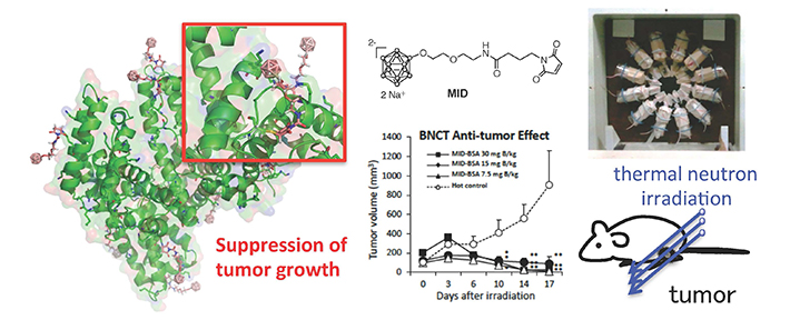 Efficient BNCT Effects of MID-AC toward Tumor-Bearing Mice