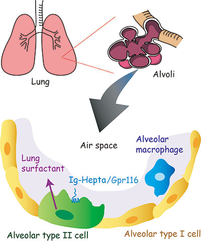 a) what is the ligand of GPR116 and b) the signaling pathway to regulate surfactant homeostasis.