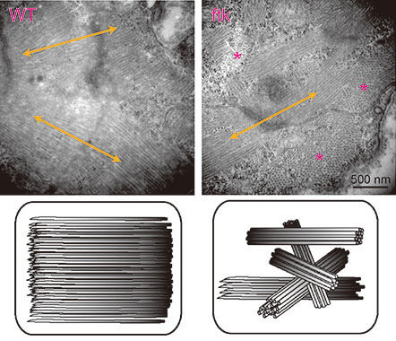 Visualization of heart developmennt in Pcx36.7:EGFP transgenic zebrafish embryos