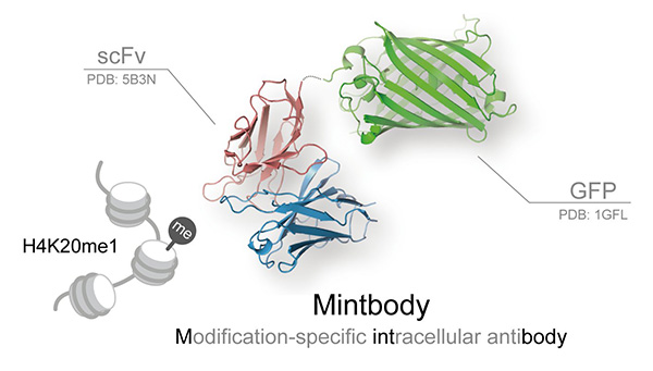 The crystal structure of H4K20me1-mintbody. Single chain variable fragment of antibody (scFv) tagged with green fluorescent protein (GFP) recognizes and binds to histone H4 post-translationally modified by the addition of a single methyl group (monomethylation) at lysine 20 (H4K20me1).