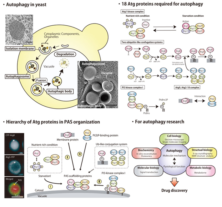 Elucidating the Molecular Mechanisms and Physiological Significance of Autophagy, a Cellular Adaptive System to Environment