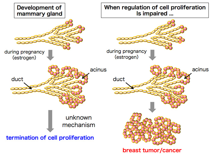 Proliferation of mammary epithelial cells and breast cancer