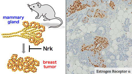 A new tumor suppressor gene for breast cancer in mice