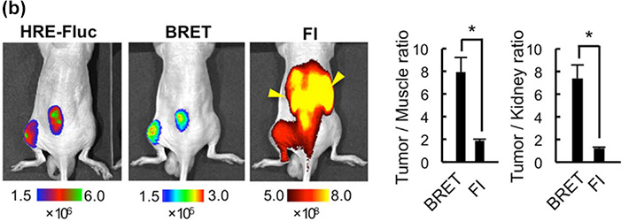 (b) Detection of subcutaneous tumors in mice using bioluminescence imaging with fire fly luciferase (HRE-Fluc), BRET probe imaging, and fluorescence imaging (FI) of the same mouse systemically injected with POL-N. Yellow arrowheads in FI indicate fluorescence signals from the kidneys. The image visualized using the BRET probe almost perfectly matches that of HIF-active tumor cells visualized using the HRE-Fluc reporter gene inserted into the tumor cell genome. (c) Tumor/muscle and tumor/kidney ratios of signals detected by BRET probe imaging and FI.