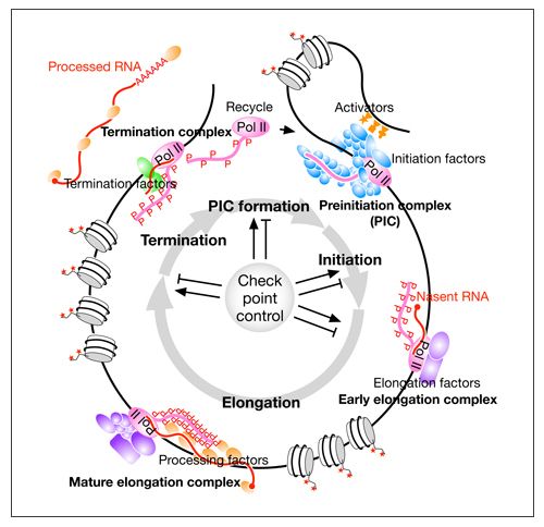 Control mechanisms of genome expression