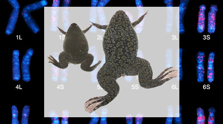 How the African clawed frog got an extra pair of genes