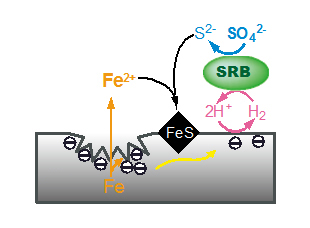 Corrosion mechanism of steel caused by Sulfate Reducing Bacteria