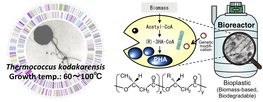 Hyperthermphilic archaeon and Bioplastic-prodicung bacterium