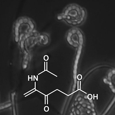 Structure of a new antibiotic, alaremycin