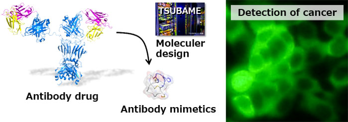 Detection of cancer cells using antibody mimetics
