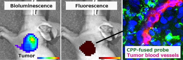 Accumulation of CPP-fused probe into tumor