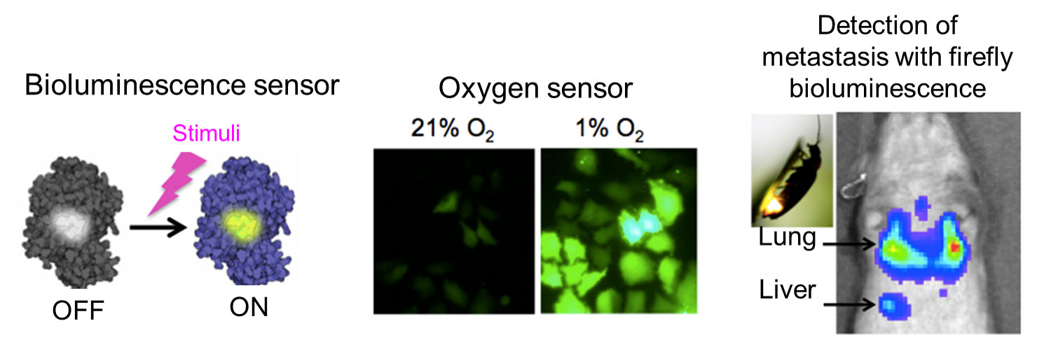 Development of optical imaging tools for visualizing TME