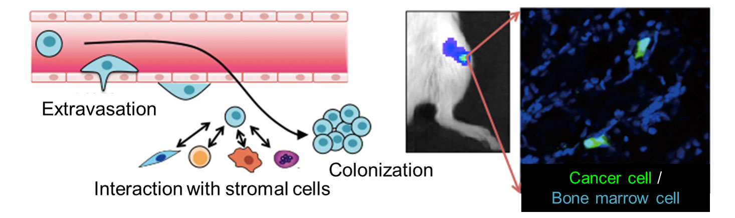 Interactions between cancer cells and tissue stromal cells in a metastatic process