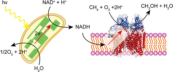 Photo-induced methanol production from methane with chloroplast and methane monooxygenase 