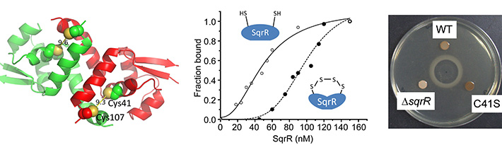 Action and function of the sulfide-responsive transcriptional repressor SqrR