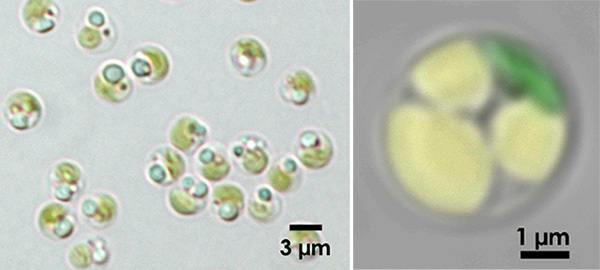 Oleaginous microalga Nannochloropsis