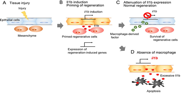 The role of Il1b and macrophages during fin regeneration.