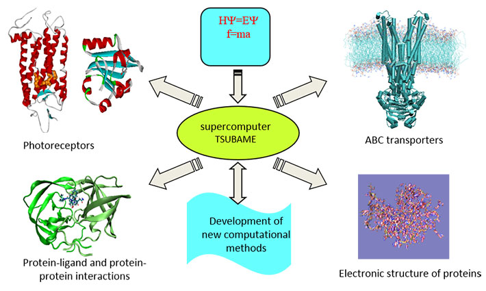 First principles computer simulation for the elucidation of the functional mechanism of proteins