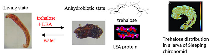 Elucidation of the molecular mechanism of anhydrobiosis (life without water)