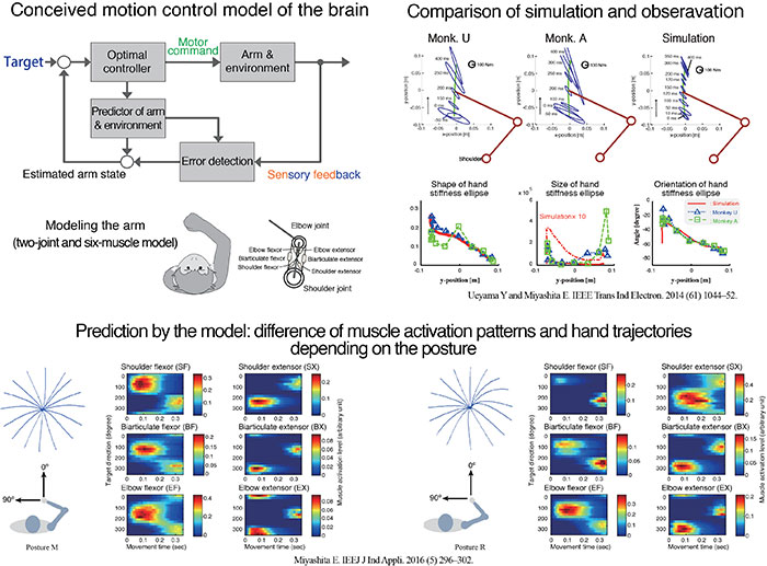 Modeling the control of arm movements by the brain