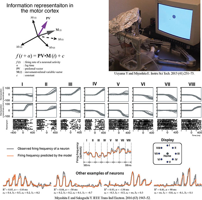 Information representation of arm movements in the brain