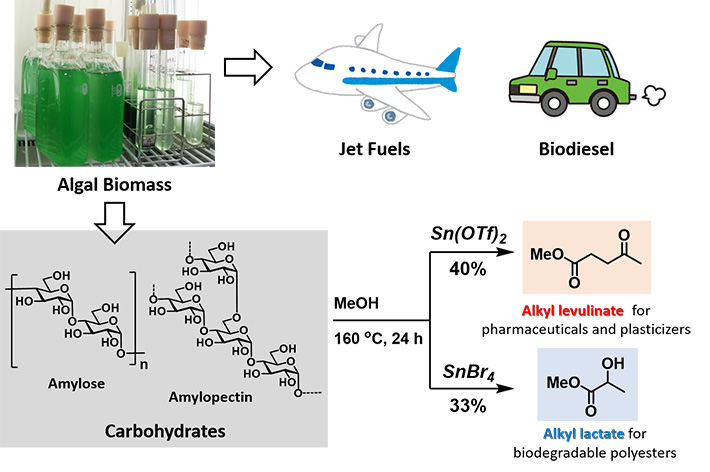 Algal residue, commonly discarded after extraction of oil, can be used to produce industrial chemicals alkyl levulinate and alkyl lactate.