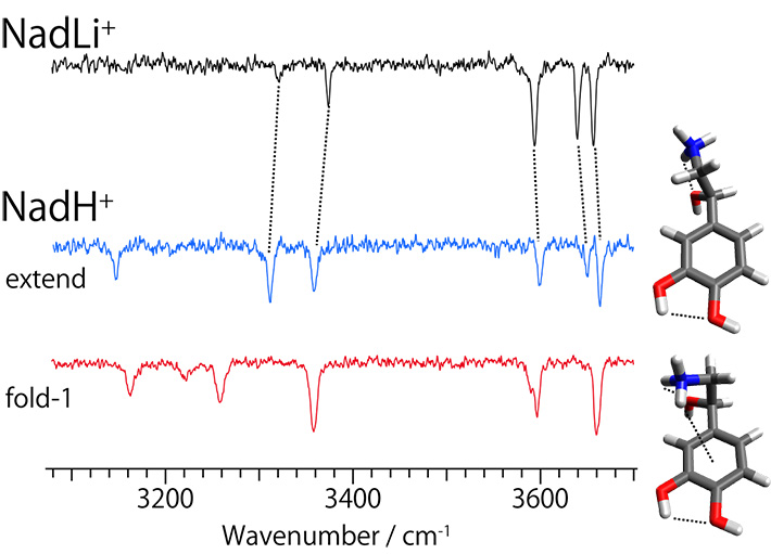 IR dip spectra of noradrenaline / Li+ complex and protonated noradrenaline