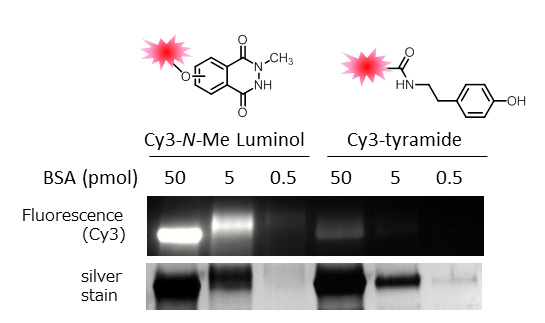 BSA modification with Cy3-conjugated N-methyl luminol derivative and Cy3-tyramide.